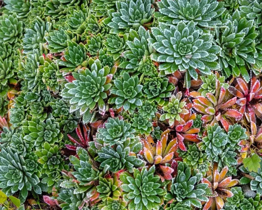 Herbst-Steinbrech