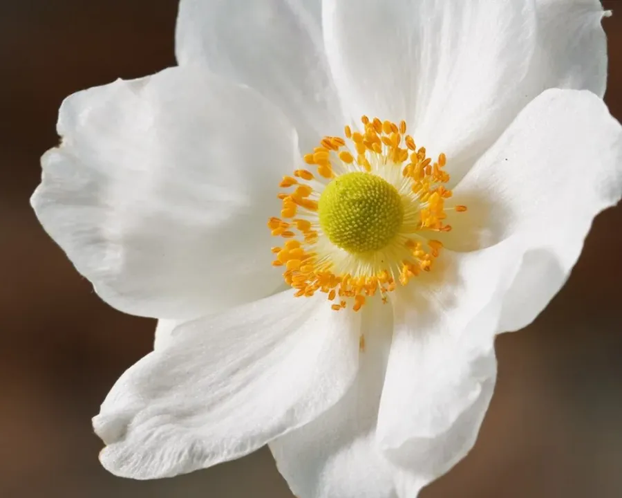 Japan-Anemone