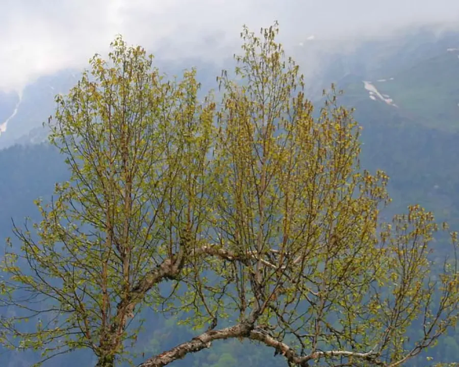 Himalaya-Birkenrinde