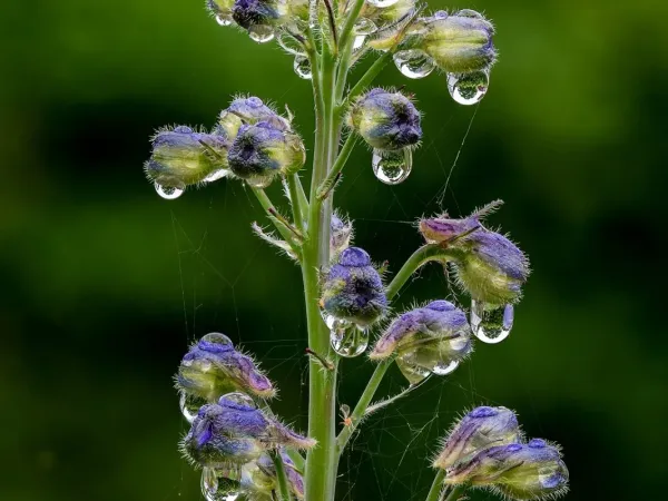 Hoher Rittersporn