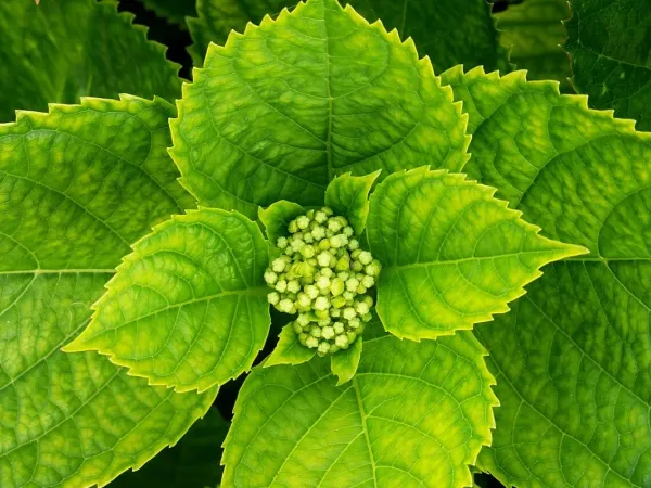 Hortensie