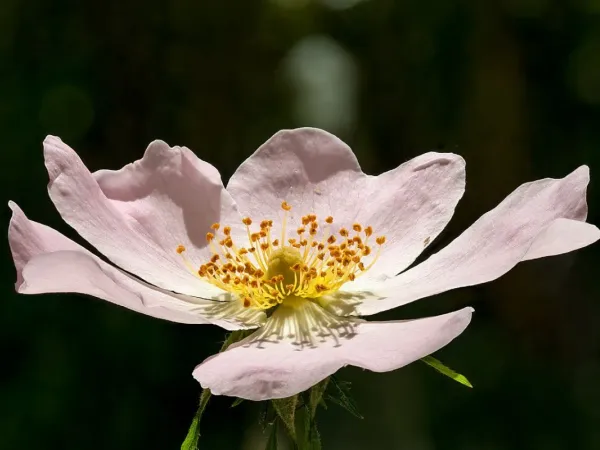 Hundsrose