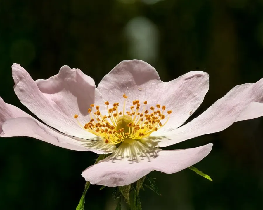 Hundsrose