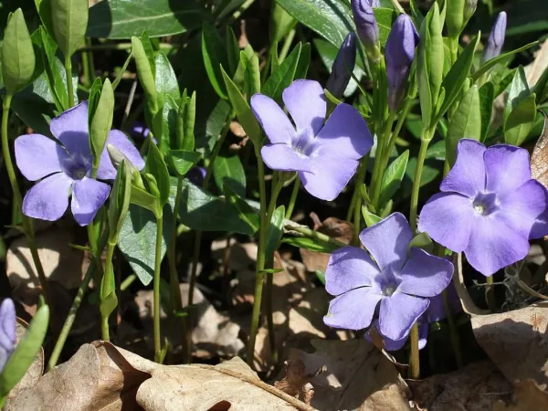 Immergrün (Vinca)