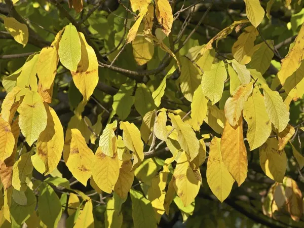 Indianerbanane