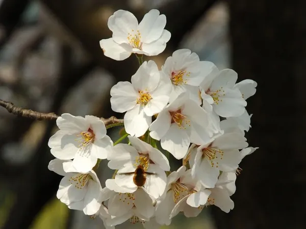 Japanische Blütenkirsche