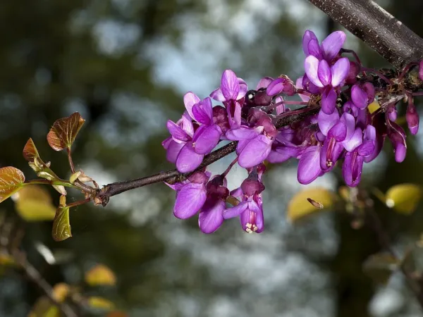 Judasbaum