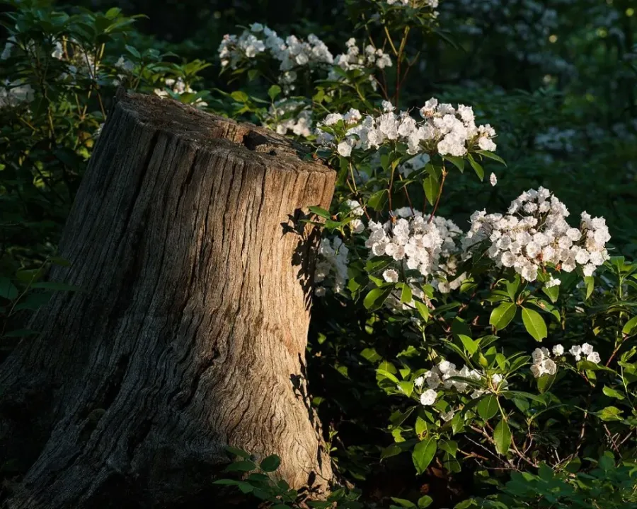 Kalmia