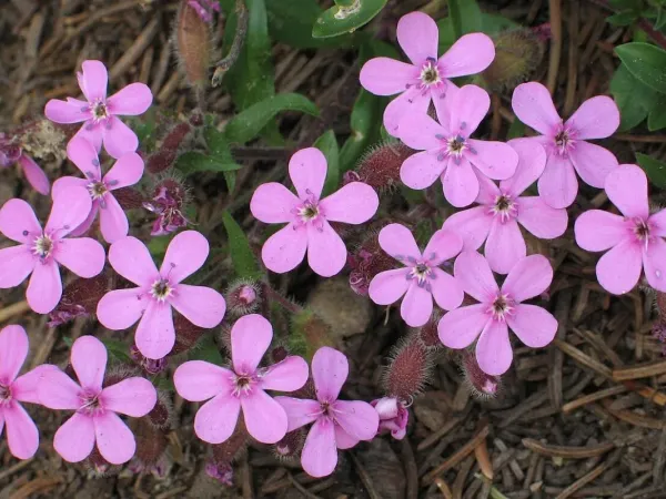 Kissen-Seifenkraut