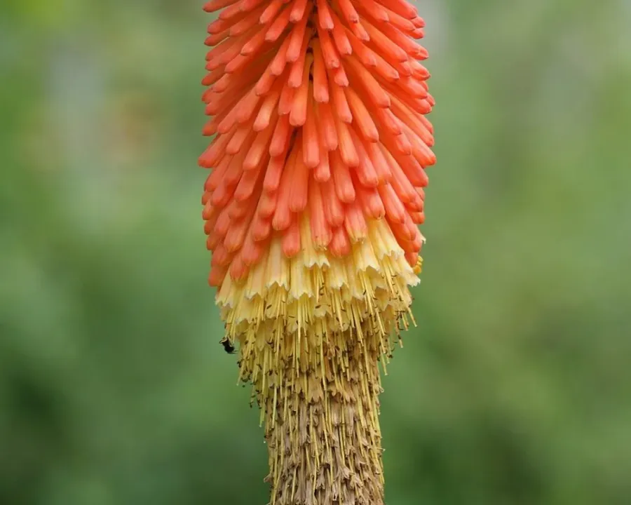 Keulenlilie
