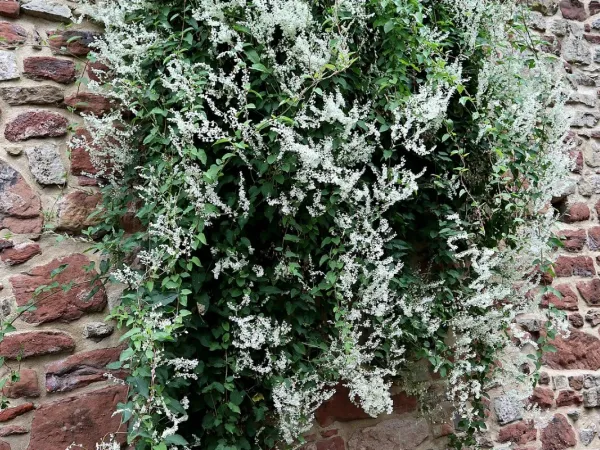 Knöterich (Fallopia)