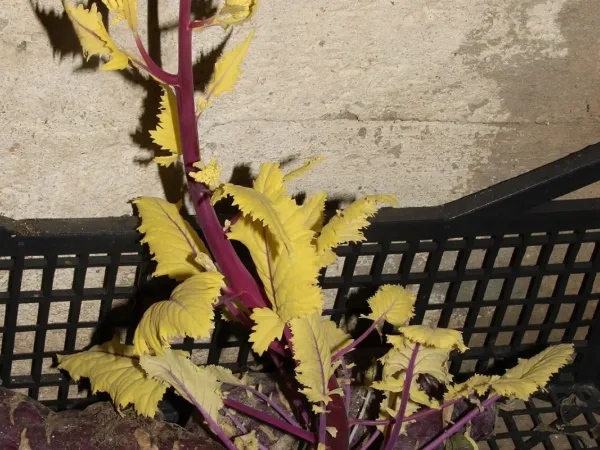 Kohlrabi