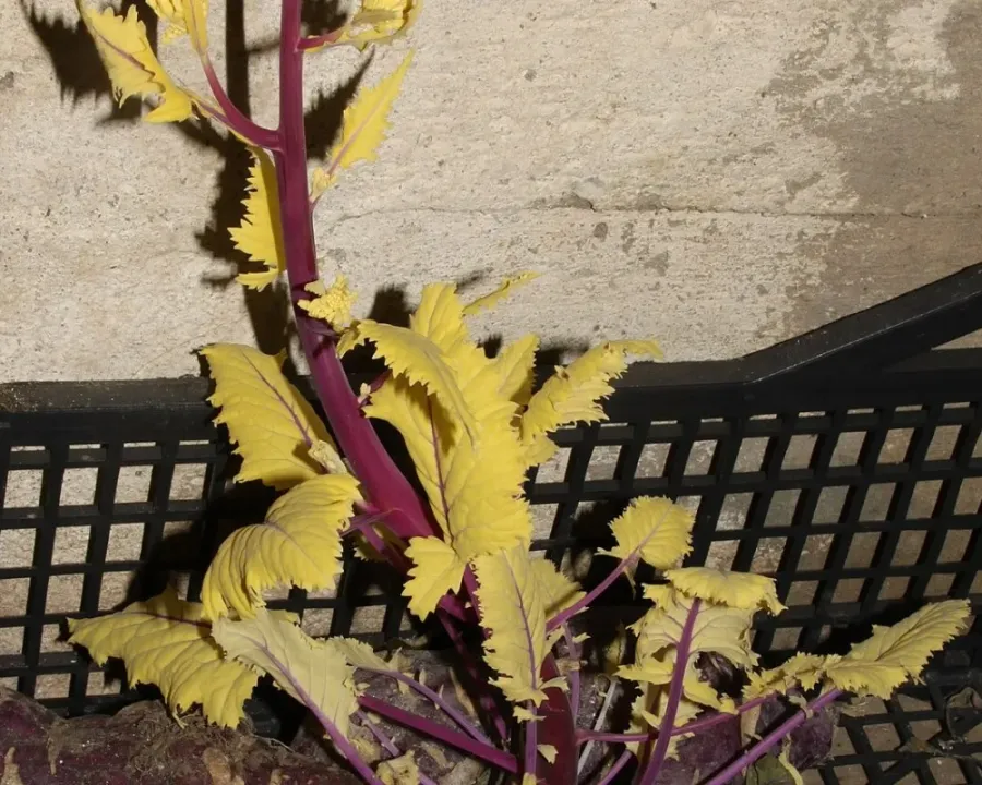 Kohlrabi