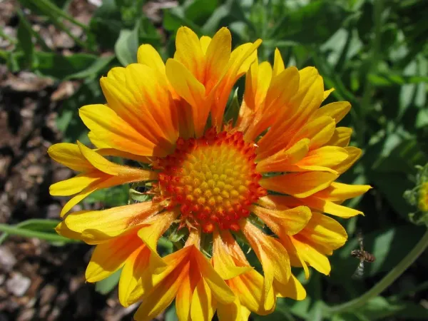 Kokardenblume