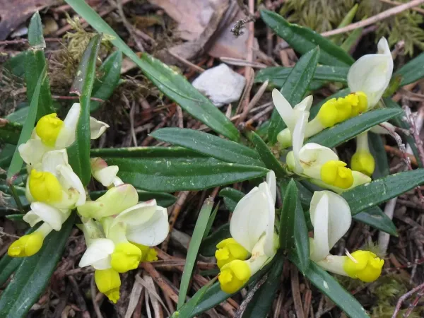 Kreuzblume
