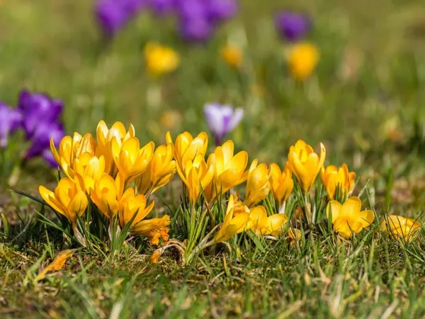 Krokus Elfen