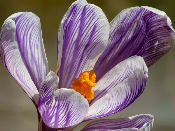 Krokus