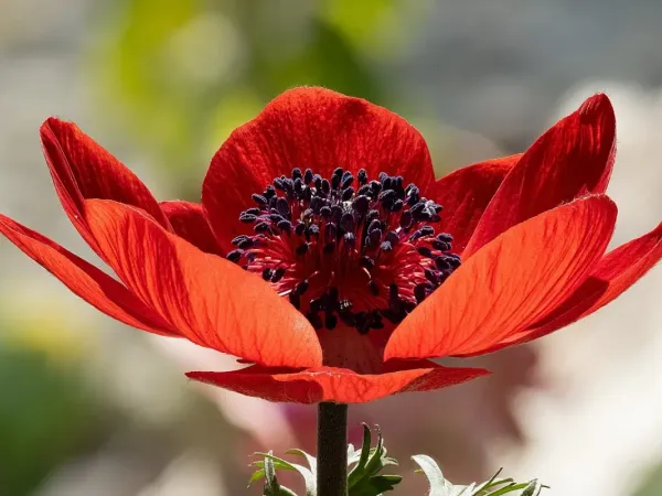 Kronen-Anemone
