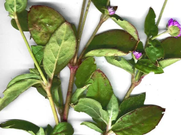 Kugelamaranth