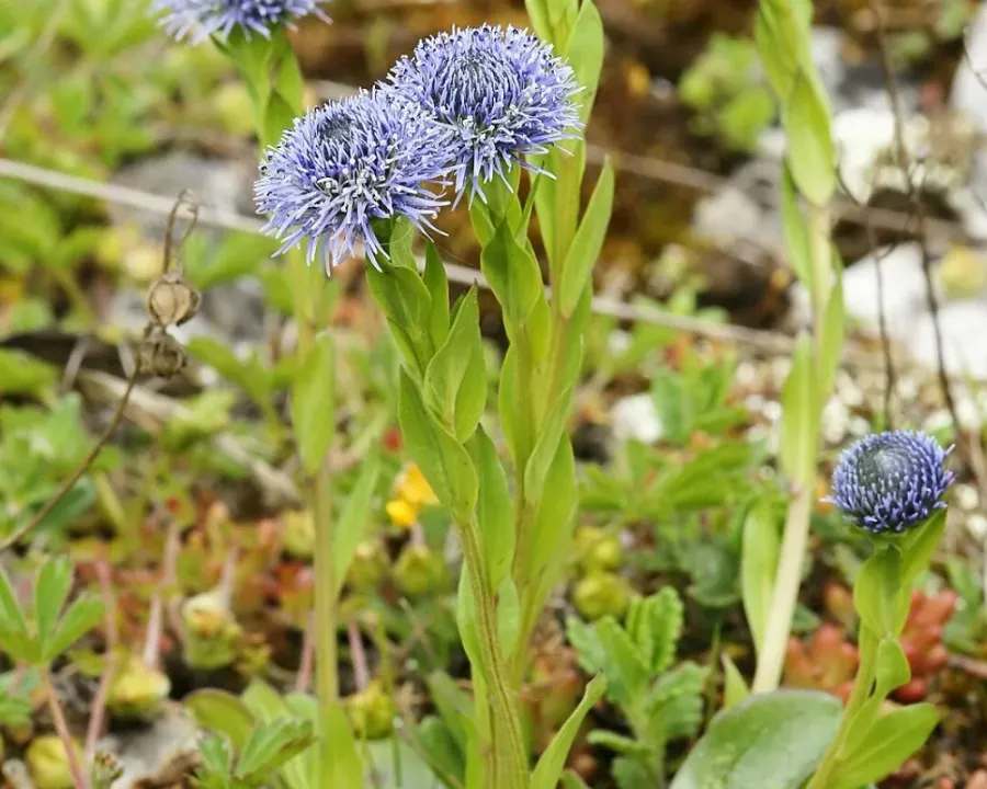 Kugelblume