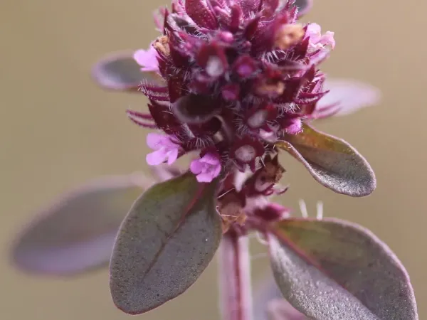 Kugelthymian