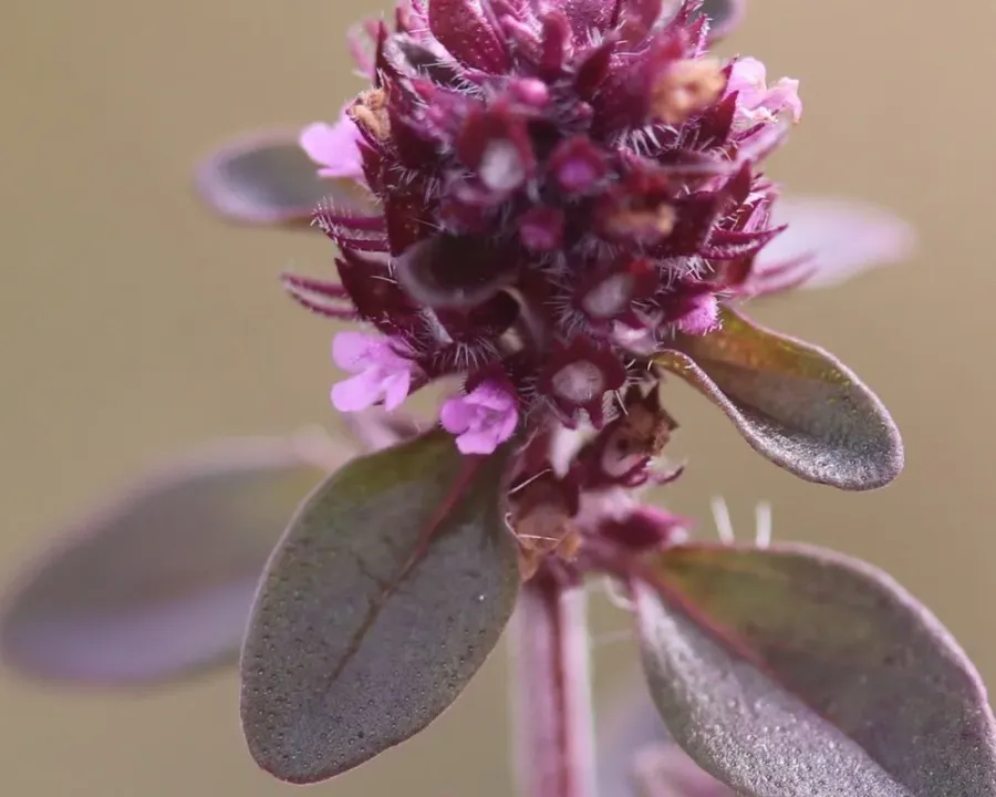 Kugelthymian