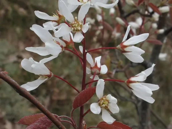 Felsenbirne (Amelanchier)