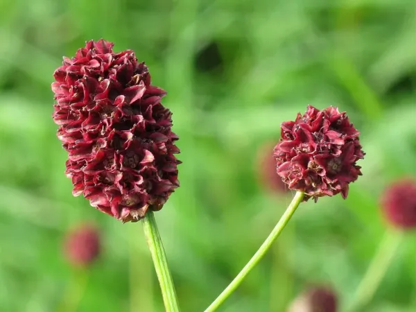 Großer Wiesenknopf