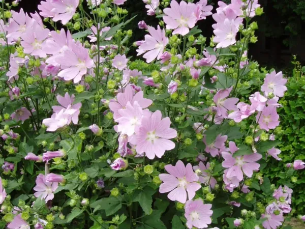 Lavatera