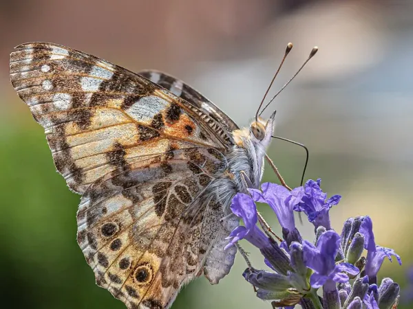 Lavendel