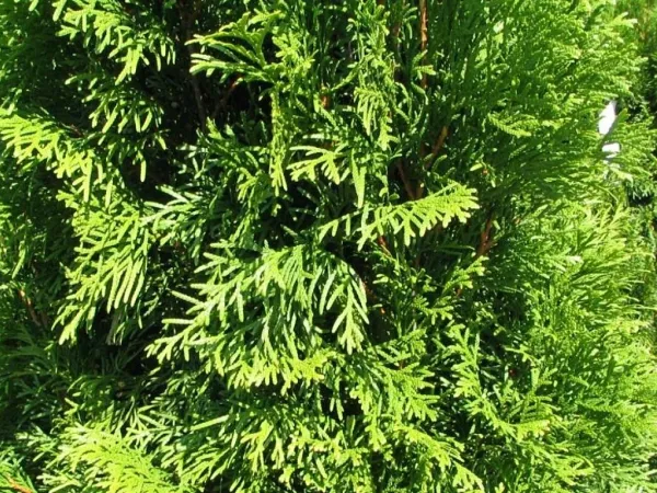 Lebensbaum Gold