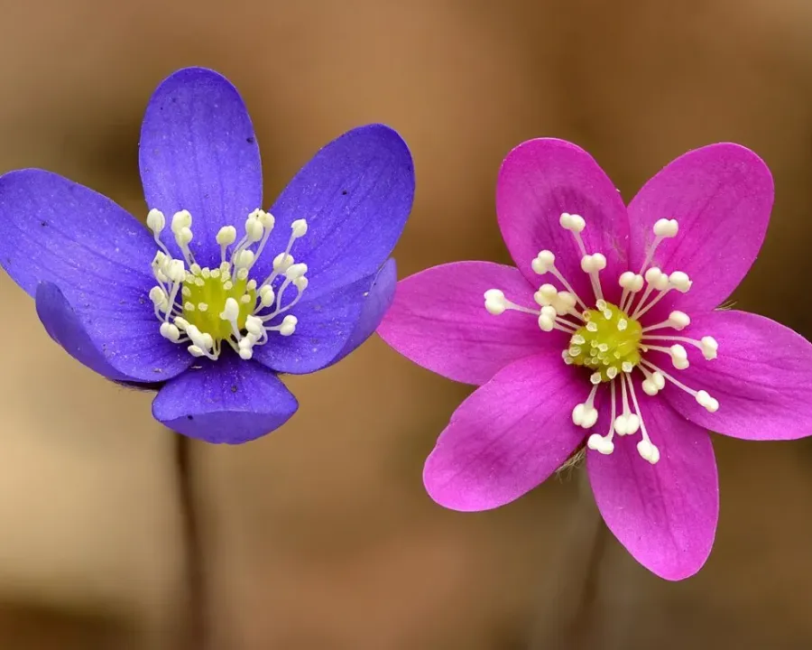 Leberblümchen