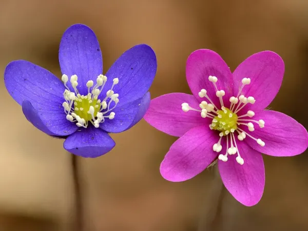 Leberblümchen