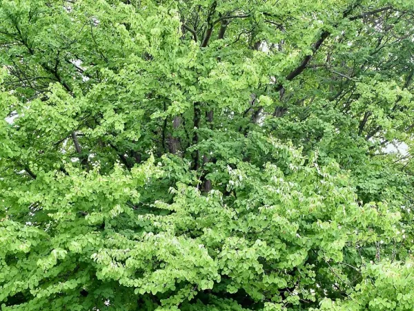 Lebkuchenbaum