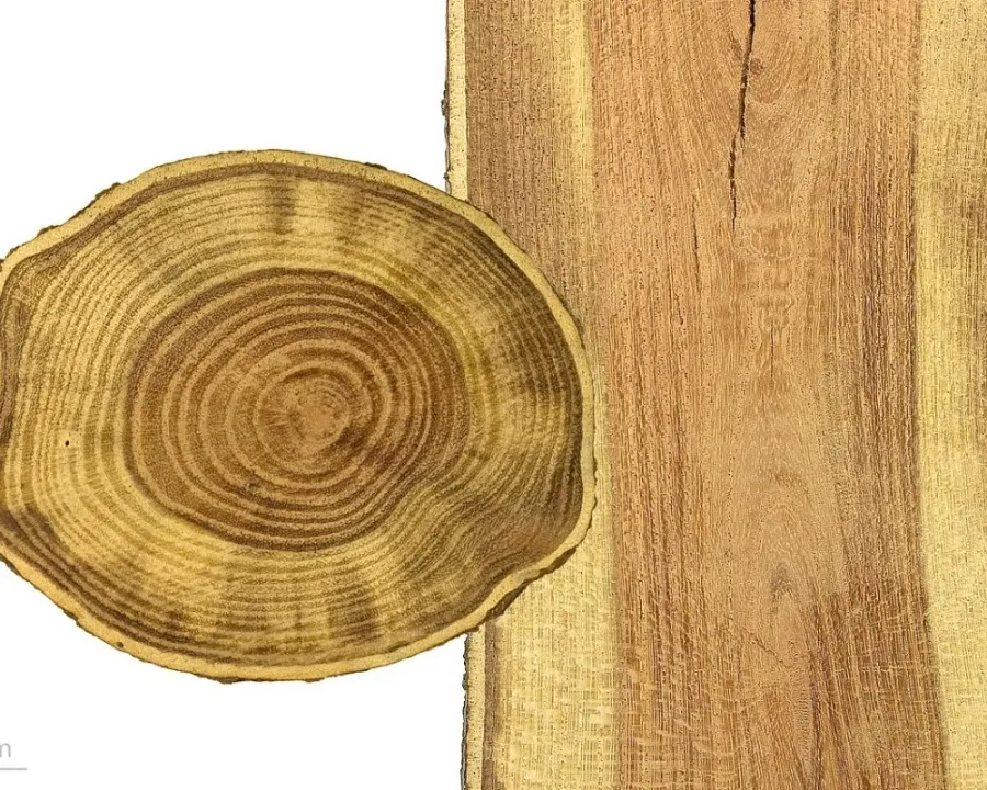 Lederhülsenbaum