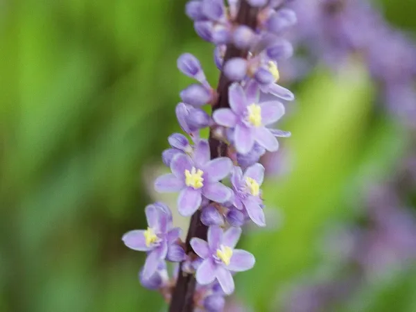 Liliengras