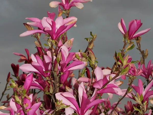 Lilienmagnolie