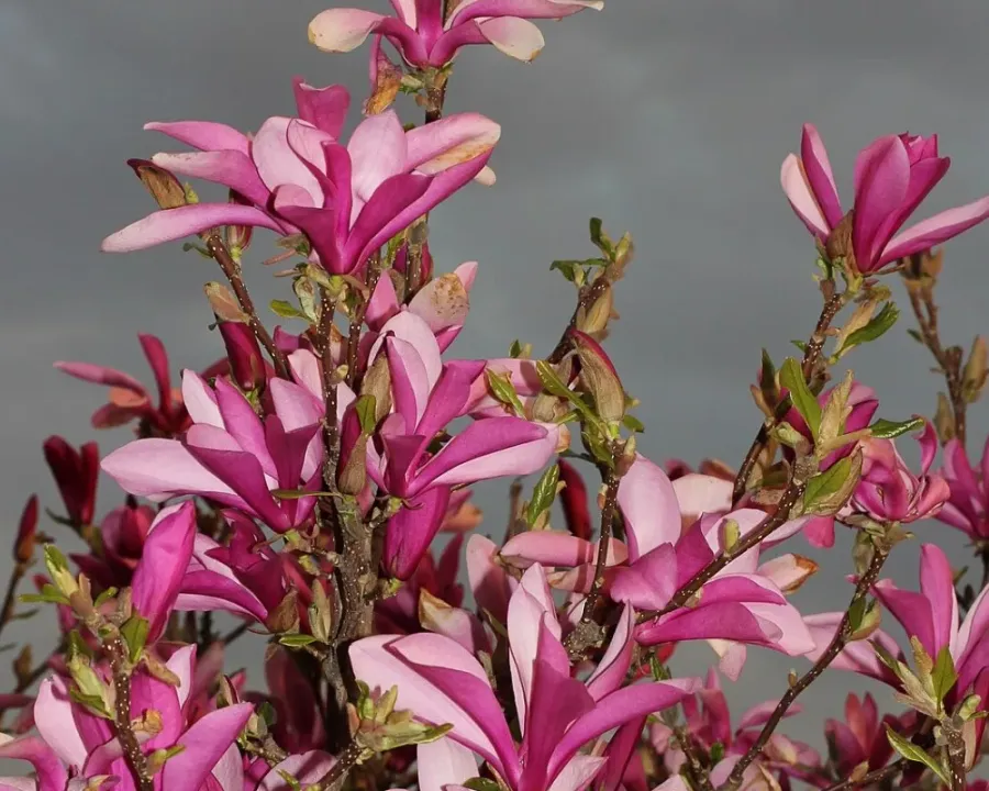 Lilienmagnolie
