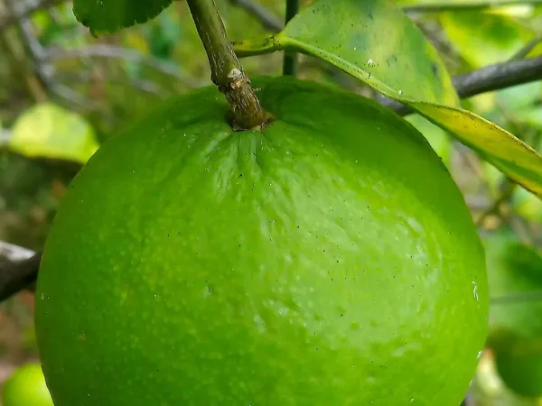 Limettenbaum
