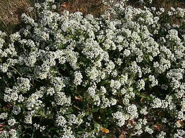 Löffelkraut