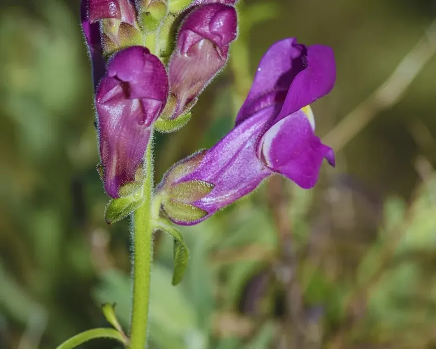 Löwenmäulchen
