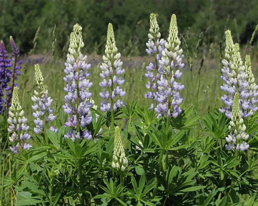 Lupine