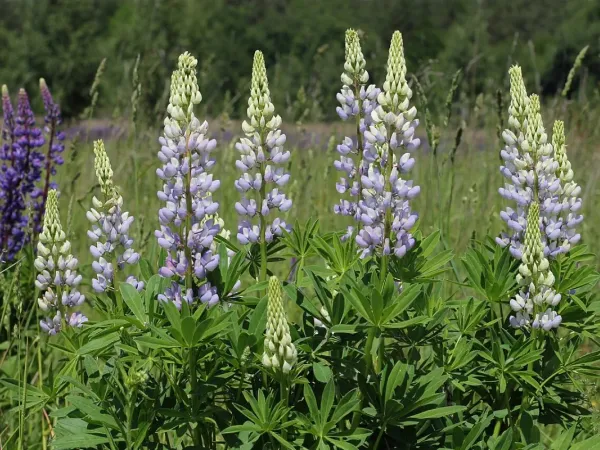 Lupine