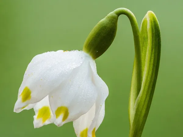 Frühlingsknotenblume