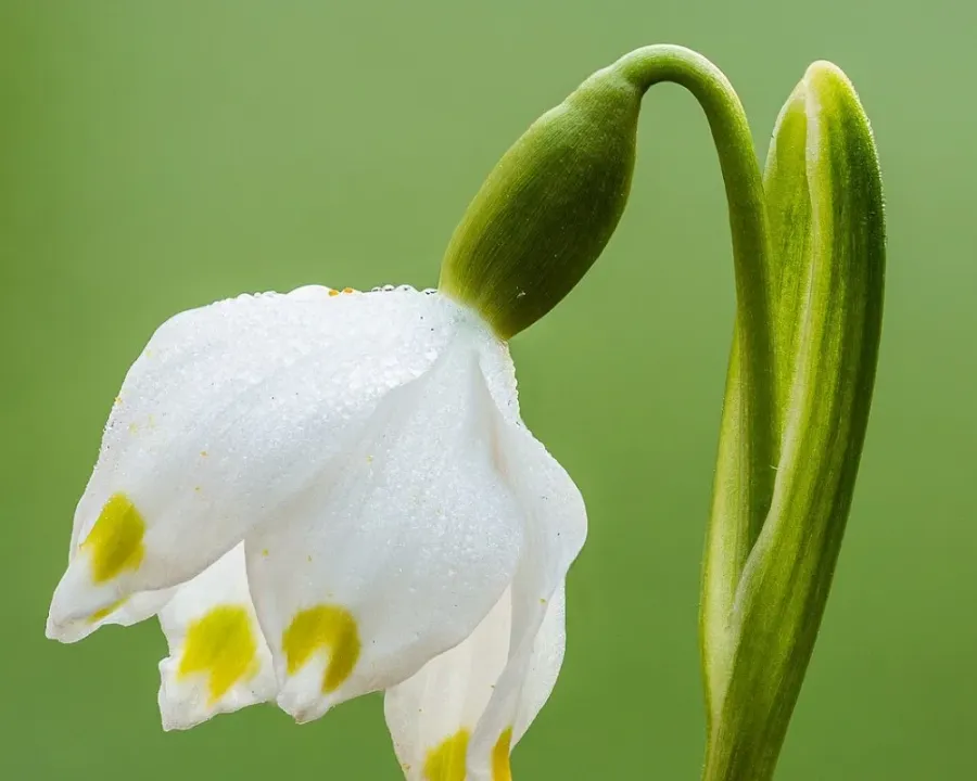 Frühlingsknotenblume