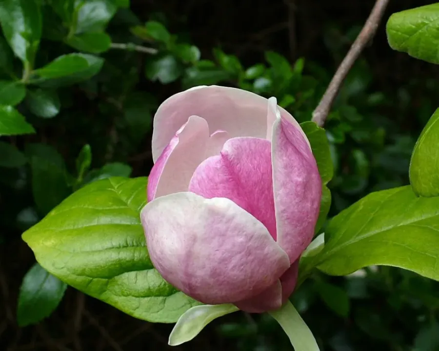 Baummagnolie