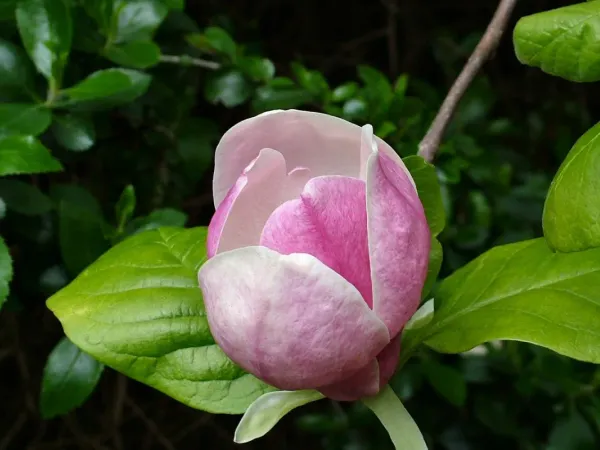 Baummagnolie