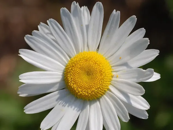 Margerite (Leucanthemum)