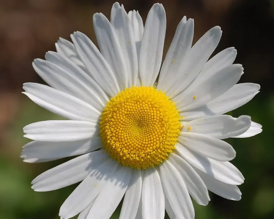 Margerite (Leucanthemum)