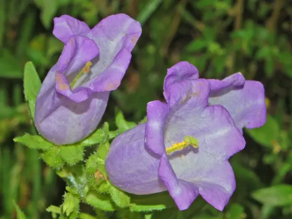 Marienglockenblume